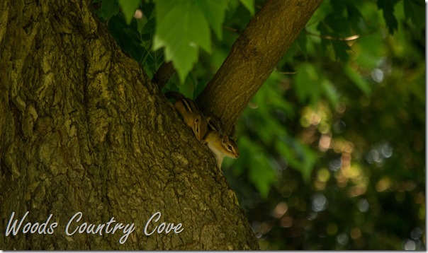 JUNE 2016 (3 of 20)
