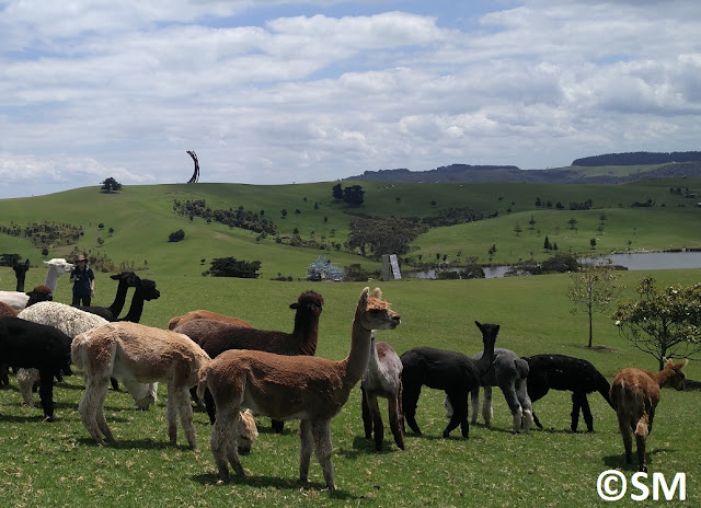 Photo de lamas et de Gibb's Farm Nouvelle-Zélande