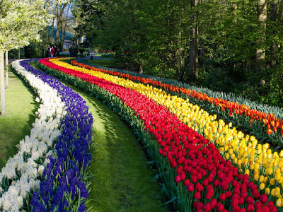 fotos de tulipanes en gran jardin