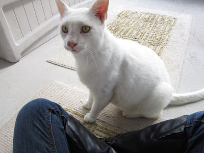 cat, crochet