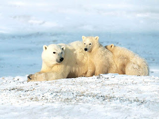 Polarni medvjedi snijeg slike besplatne pozadine za desktop free download hr