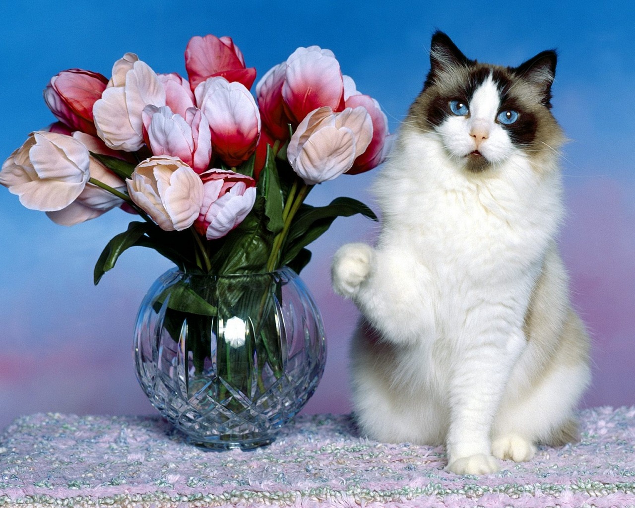 Very cute young, multi-colored, cat sitting near a flower pot.