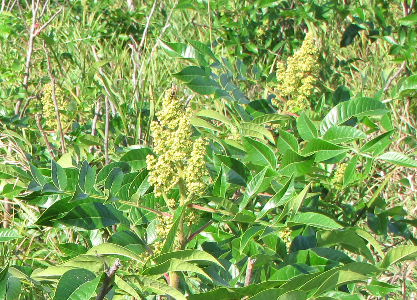 shining winged sumac bloom