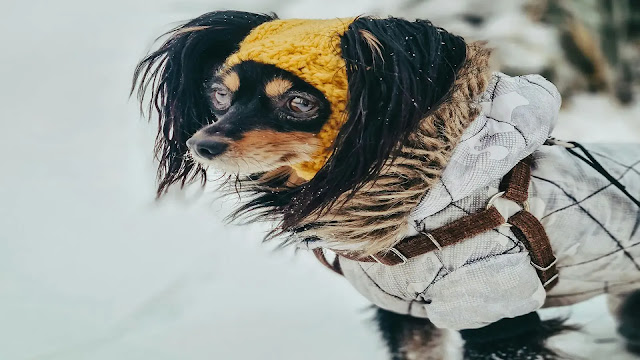 Dog in Winter Coat