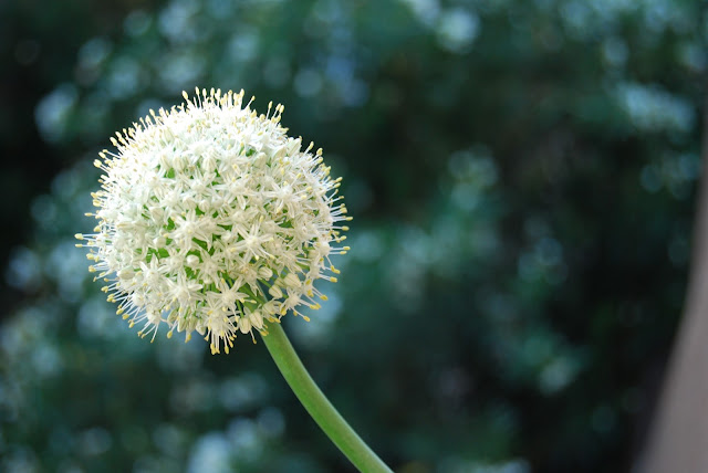 la elegancia de la flor de la cebolla