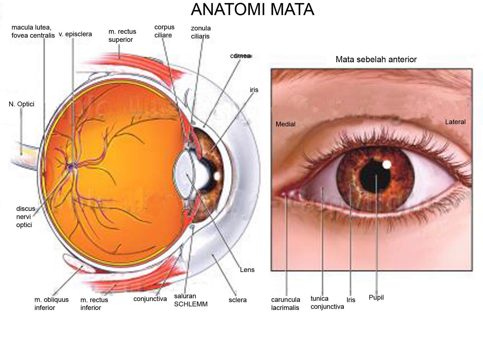 andar punya cerita Anatomi Mata  Manusia