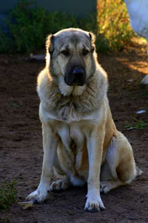 Armenian Gampr dog Puppy id=