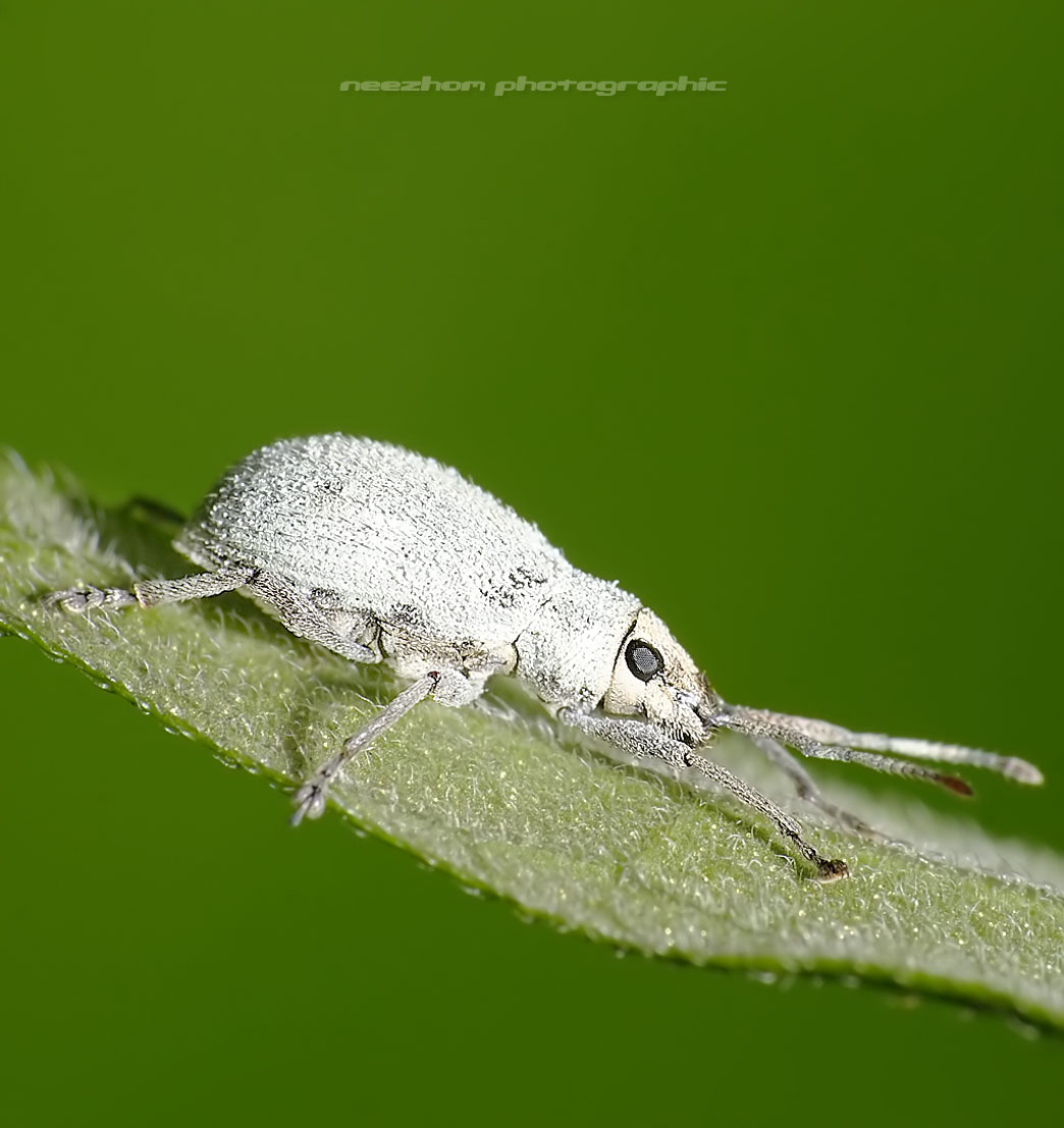 White Weevil ~ Weird and wonderful news library