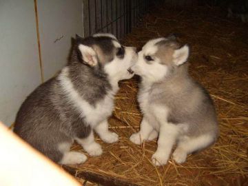 medium Husky Puppies