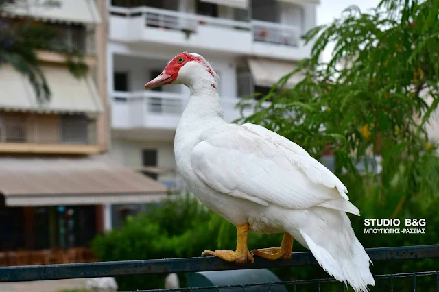 Η φωτογραφία της ημέρας: Η χήνα το... έσκασε 