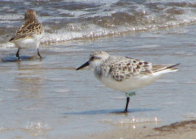 tagged Sanderling