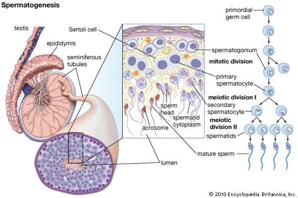 Proses Pembentukan Sperma (Spermatogenesis) dan Pembentukan Ovum (Oogenesis) pada Manusia