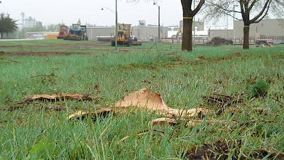 [Caution tape-marked trees for JAVA project, Lincoln]