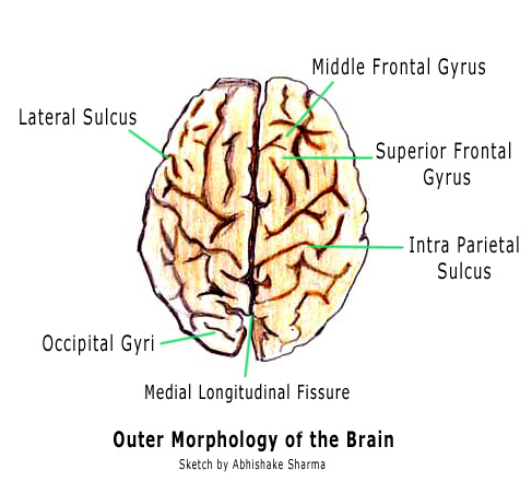 Human Brain Diagrams3