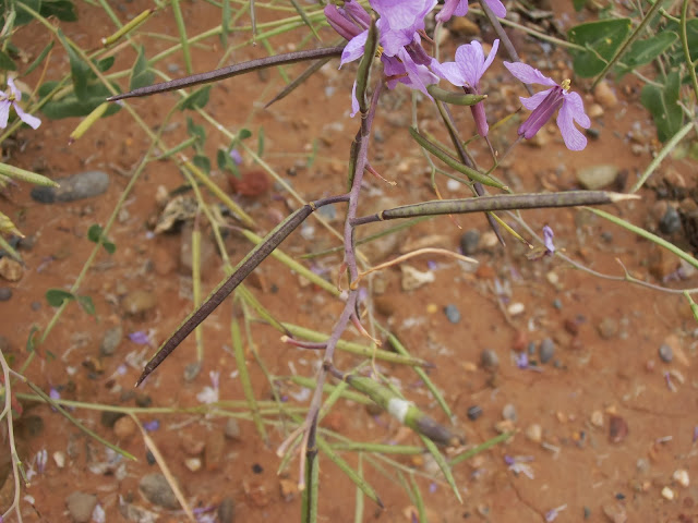 Flores y silicua de COLLEJÓN:  Moricandia moricandioides