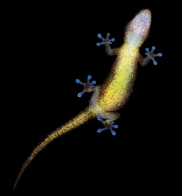 A blue footed gecko climbing the kitchen window