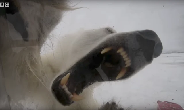 Επίθεση πολικής αρκούδας σε κινηματογραφιστή (βίντεο)