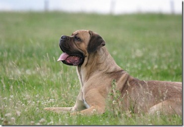 razas de perros grandes-Cane Corso