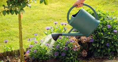 El cuidado de nuestras plantas ayudan a disminuir el estrés