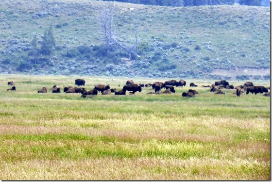 Buffalo heard