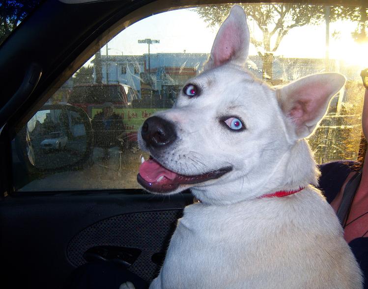 Big German Shepherds: White German Shepherd Mix