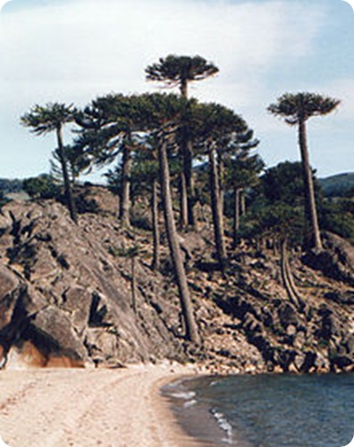 Parque Provincial Araucaria en San Pedro9