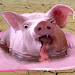 Warning: GMO feed is turning pig stomachs to mush!