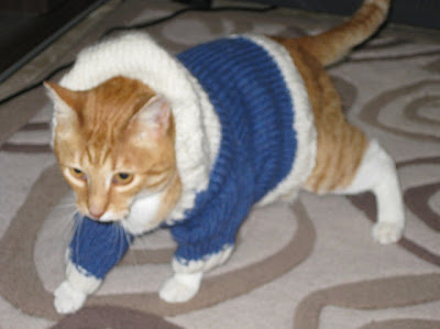 Cute Kittens In Hoodies Seen On www.coolpicturegallery.us