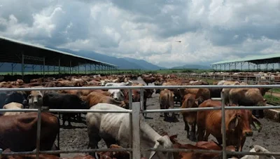 Trang trại bò Gia Lai là 1 trong 5 trang trại của HAGL, được đầu tư theo quy trình khép kín. Đàn bò thịt tính đến nay vào khoảng 32.000 con, và khoảng 10.000 con bò sữa.