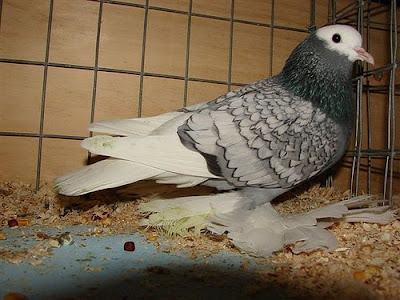 Saxon Monk Pigeon