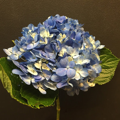 Blue Hydrangea - Stein Your Florist Co.