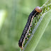 WHAT FARMERS CAN DO TO PROTECT YOUR MAIZE FROM FALL ARMYWORM