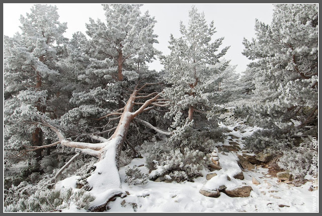 Ruta Puerto de Navacerrada - Pico Somontano