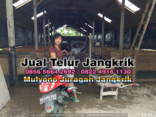 Harga Jual Telur Jangkrik Super Tujuan Ponorogo Jawa Timur 085656642692