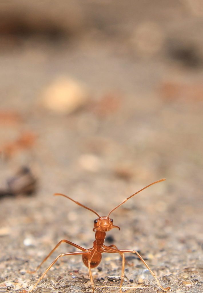 How to get rid of ants naturally. Photo by prasanthdas ds from Pexels