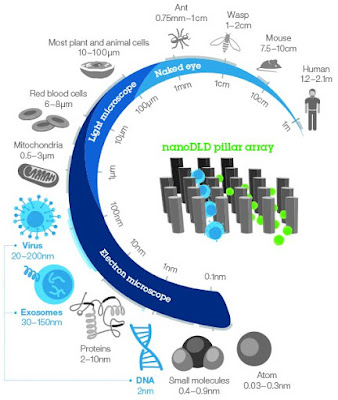 Nanopilares separam as biopartículas por tamanho (esquerda). À direita, protótipo do microlaboratório. [Imagem: IBM Research]  Chips microfluídicos  A IBM apresentou uma novidade no campo dos biochips que promete detectar doenças como o câncer antes que os sintomas apareçam.  O pequeno aparelho de diagnóstico está pronto para começar a ser testado, o que será feito com pacientes com suspeita de câncer de próstata.  Biochips são microlaboratórios do tamanho dos chips de computador, feitos com a mesma tecnologia e usando os mesmos materiais - cristais de silício.  A diferença é que, em vez de fios para condução de eletricidade, como nos microprocessadores, os biochips usam uma tecnologia chamada microfluídica, usada para guiar quantidades minúsculas de fluidos através de canais até transistores especiais que funcionam como sensores, capazes de detectar a presença de moléculas específicas - como as moléculas, ou biomarcadores, indicadoras de alguma doença.  DNA, vírus e exossomas  O biochip consegue separar e ordenar por tamanho partículas biológicas de até 20 nanômetros de diâmetro, uma dimensão que inclui moléculas de DNA, vírus e exossomas - grupos de proteínas envolvidos no processamento do RNA. Até agora, os biochips conseguiam lidar com precisão apenas com partículas cerca de 50 vezes maiores.  Os exossomas, por exemplo, presentes em biópsias líquidas, variam de 20 a 140 nanômetros de diâmetro e contêm informações sobre a saúde da célula de onde foram liberados. A determinação do seu tamanho, das proteínas em sua superfície e da carga de ácido nucleico que eles transportam traz informações essenciais sobre a presença e o estado de desenvolvimento do câncer e outras doenças.  Uma vez separadas, as partículas podem ser detectadas e analisadas com maior precisão. Alvejando células e moléculas indicadoras de determinadas doenças, o biochip torna-se um microlaboratório capaz de fazer exames com uma precisão inédita.   O biochip separa partículas com dimensões que só podem ser vistas por microscópios eletrônicos. [Imagem: IBM Research]  Deslocamento lateral determinístico  Em vez dos canais tradicionalmente usados nos biochips, Benjamin Wunsch e Joshua Smith desenvolveram um labirinto formado por nanopilares dispostos assimetricamente, cobrindo a superfície de um chip de 2 centímetros quadrados.  As partículas são separadas por tamanho conforme fluem em meio líquido pelo labirinto e se chocam com os pilares, assumindo trajetórias que as levam pelos caminhos condizentes com suas dimensões - a equipe chama isto de "deslocamento lateral determinístico".  É mais ou menos como uma rodovia que possua um túnel por onde só podem passar os carros, enquanto os caminhões são direcionados para um desvio: as partículas maiores são desviadas conforme se chocam com os pilares, enquanto as menores fluem pelos espaçamentos entre os pilares, o que permite separar o "tráfego" pelo tamanho, sem interromper o fluxo do líquido.  O processo é tão eficiente que consegue dividir uma mistura de partículas de vários tamanhos diferentes em uma série de fluxos, de forma muito parecida com um prisma dividindo a luz branca nas diferentes cores. Essa natureza de fluxo contínuo elimina o processamento em lotes, ou bateladas, típicos das técnicas de separação convencionais, facilitando a operação e aumentando a rapidez do exame.