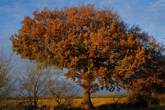 Jpeg image of Autumn scene edited in Fuji X RAW Studio