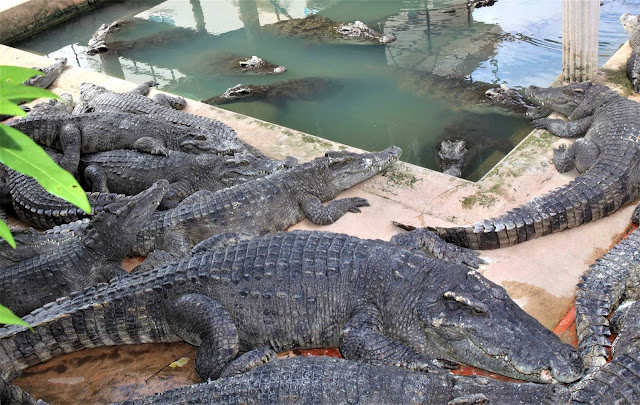 Crocodile Farm, Siem Reap, likecambodia.blogspot.com