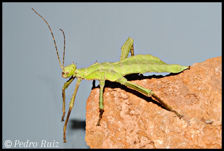 Ninfa hembra L5 de Heteropteryx dilatata, 8 cm de longitud