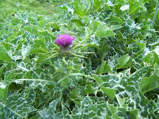 leaves and flower of a milk thistle