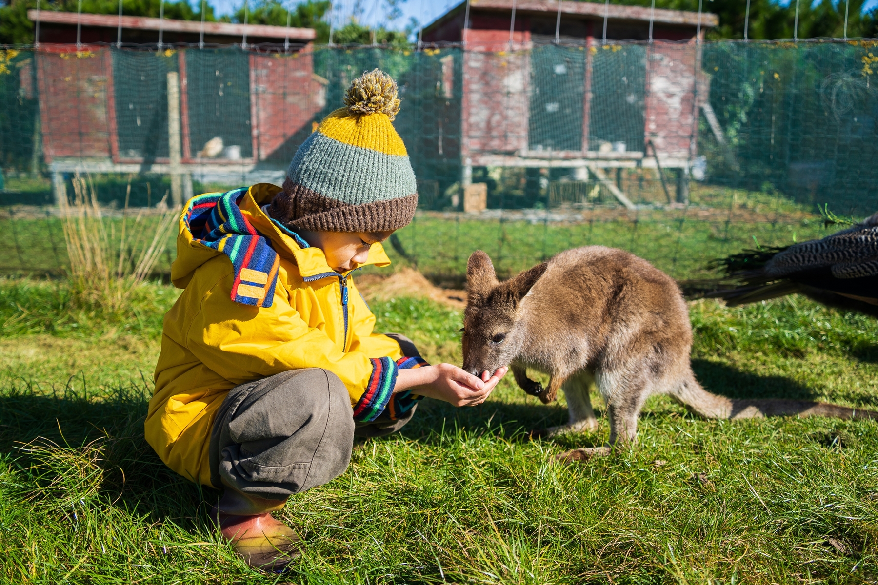 Tame Wallabies EnkleDooVery Korna