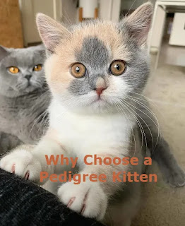 Why Choose a Pedigree Kitten