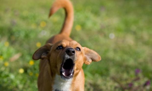 Os 10 latidos mais fofos e engraçados de cachorros