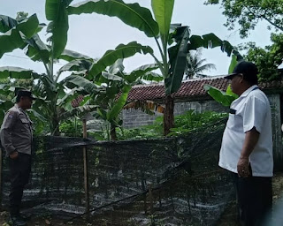 Bhabinkamtibmas Pandowan Bersama Lurah Sambangi Lahan Pekarangan Hayati untuk Dukung Ketahanan Pangan