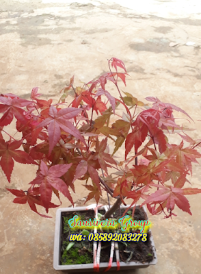 Bonsai Japanese Red Maple