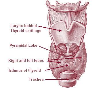 Thyroid diagram | Nearmedicine