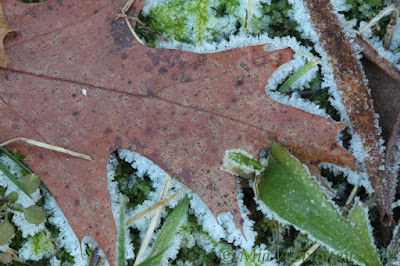 frost leaf