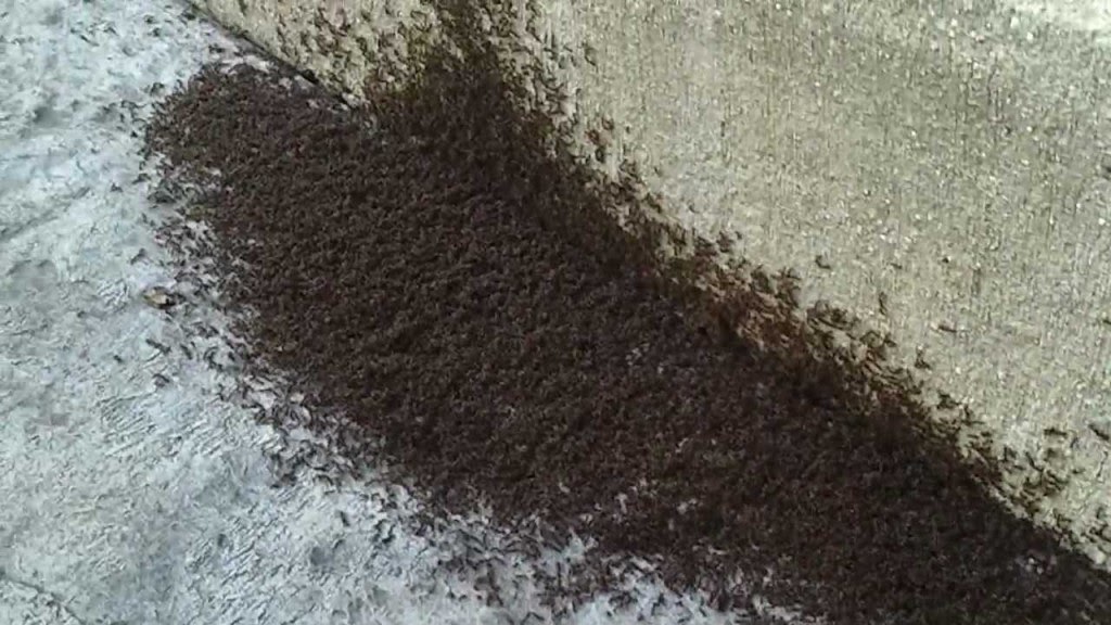 Tapinoma Sessile - Ant Infestation In House