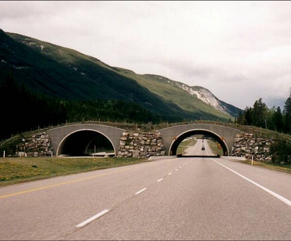 Amazing Bridges For Wild Life