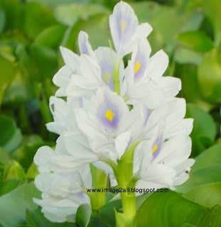 water flower photography